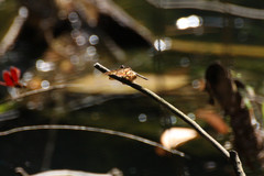 Rhyothemis obsolescens