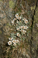 Castroviejoa frigida