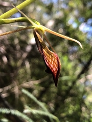 Cryptostylis ovata