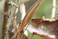 Singaporoidea meneptolemus
