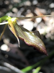 Cryptostylis ovata