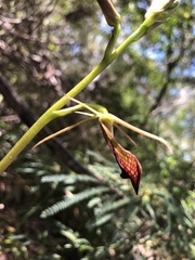 Cryptostylis ovata