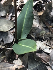 Cryptostylis ovata