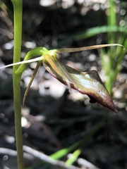Cryptostylis ovata