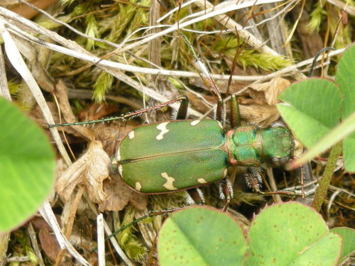 Cicindela desertorum