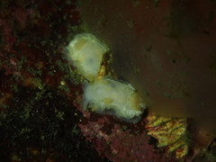 Goniodoris nodosa