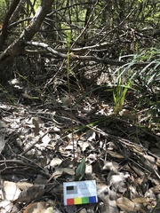 Cryptostylis ovata
