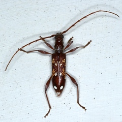 Coptocercus biguttatus