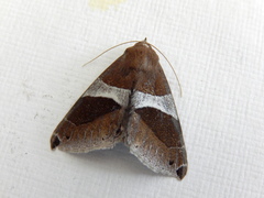 Dysgonia constricta