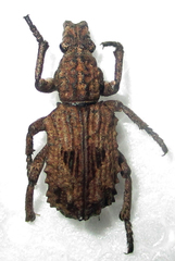 Microcerus
