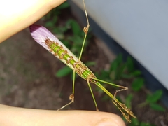 Hemiempusa capensis