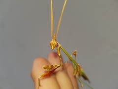 Hemiempusa capensis