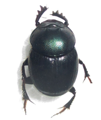 Onthophagus deterrens