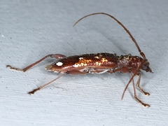 Coptocercus biguttatus