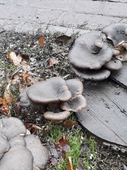 Pleurotus ostreatus