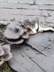 Pleurotus ostreatus