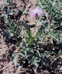 Psephellus schistosus