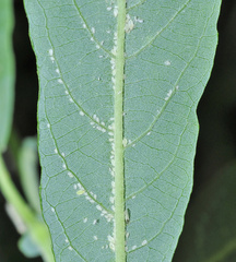 Chaitophorus capreae