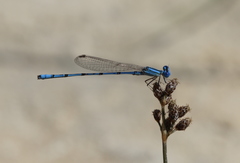 Azuragrion somalicum