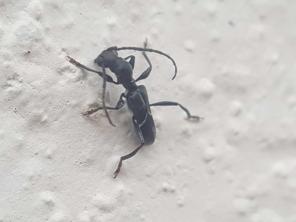 Oxilus boulardi