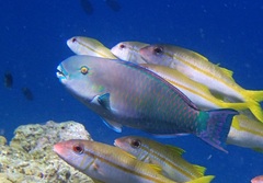 Chlorurus strongylocephalus