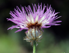 Psephellus schistosus