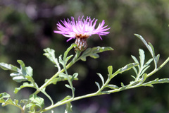 Psephellus schistosus