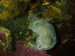 Goniodoris nodosa