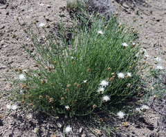 Psephellus ruprechtii