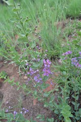 Triaspis hypericoides