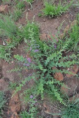 Triaspis hypericoides