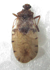 Holoptilus