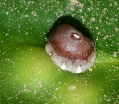 Ceroplastes rusci