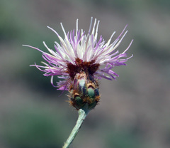 Psephellus ruprechtii