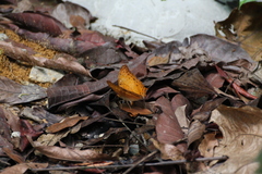 Vindula dejone erotella