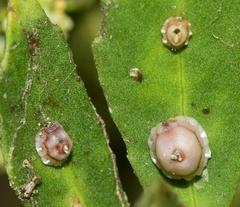Ceroplastes rusci