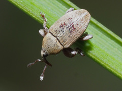 Tychius