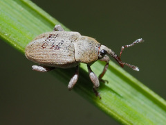 Tychius