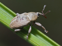 Tychius
