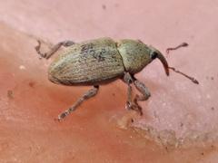 Tychius
