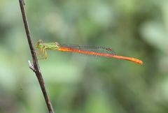 Ceriagrion auritum