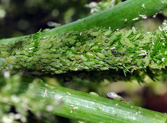 Cavariella aegopodii