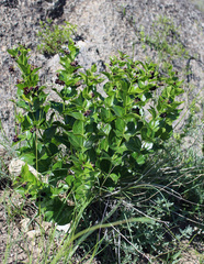 Vincetoxicum funebre