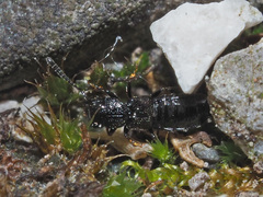 Platystethus capito