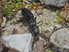 Platystethus capito