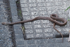 Elaphe quadrivirgata