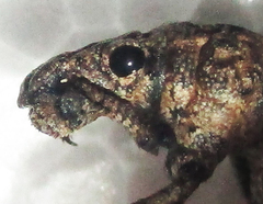 Microcerus