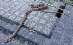 Elaphe quadrivirgata