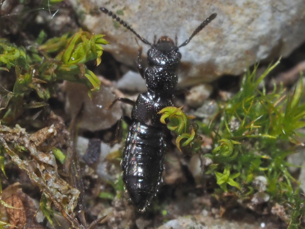 Platystethus capito