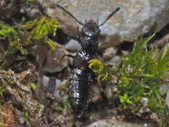 Platystethus capito